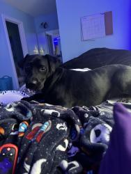 Lost Female Dog last seen Hampton rd and Hampton ridge ct , Mobile, AL 36608