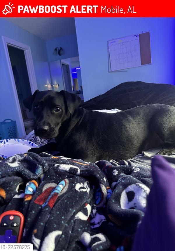 Lost Female Dog last seen Hampton rd and Hampton ridge ct , Mobile, AL 36608