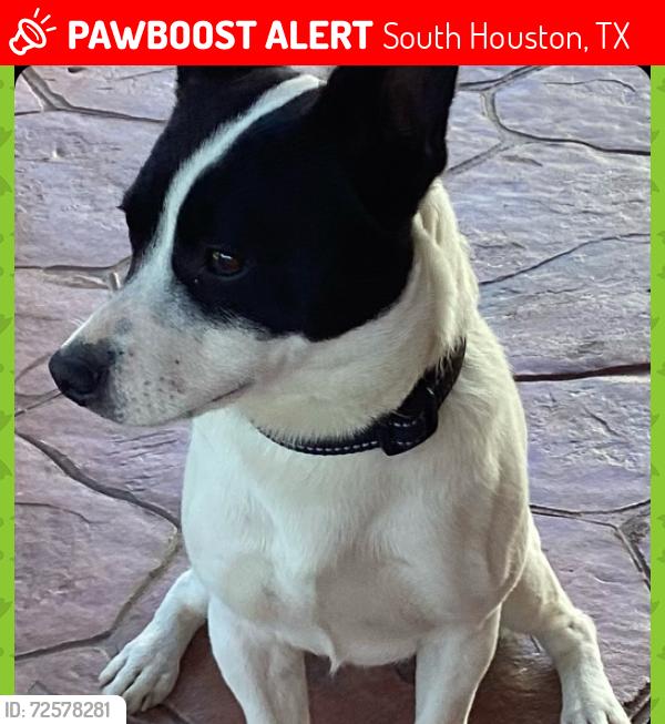Lost Male Dog last seen Park by avenue a , South Houston, TX 77587