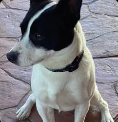 Lost Male Dog last seen Park by avenue a , South Houston, TX 77587