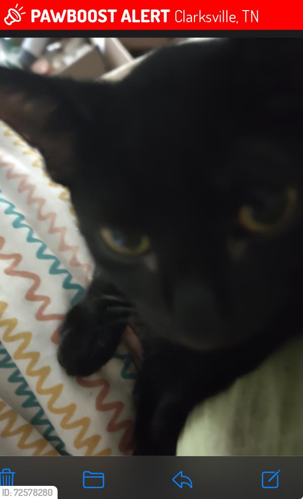 Lost Female Cat last seen Ashland City Road, Clarksville, TN 37040