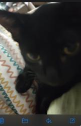 Lost Female Cat last seen Ashland City Road, Clarksville, TN 37040