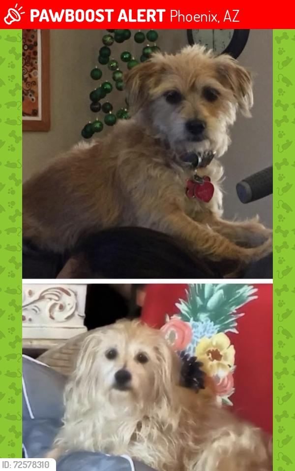 Lost Female Dog last seen Near St and Oak , Phoenix, AZ 85008