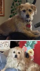 Lost Female Dog last seen Near St and Oak , Phoenix, AZ 85008