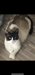 Lost Female Cat last seen Near Jantzen RD , Modesto, CA 95357