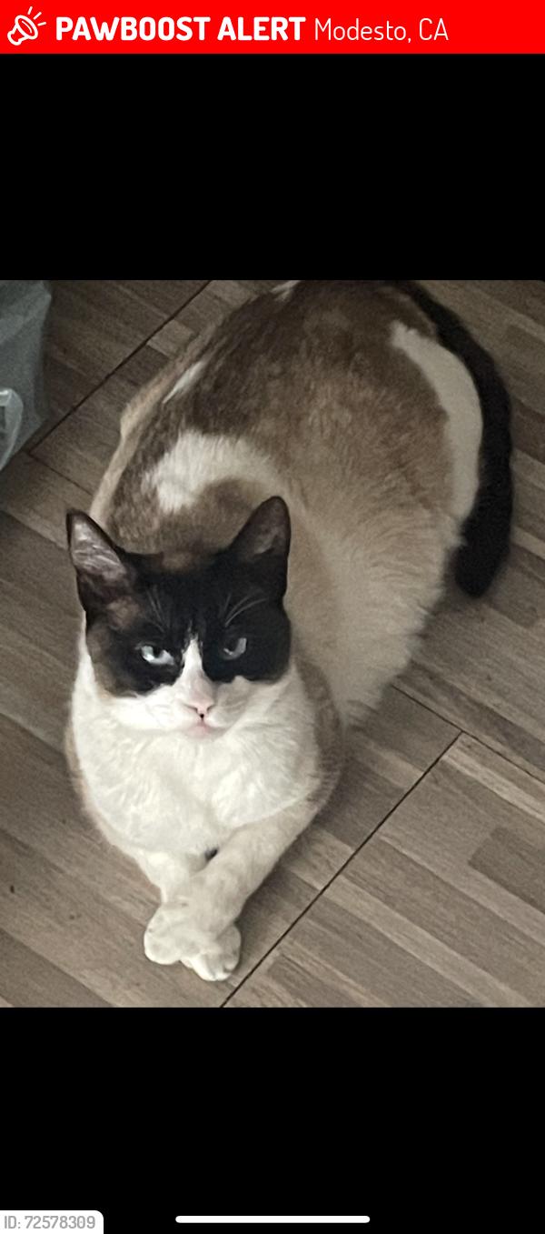 Lost Female Cat last seen Near Jantzen RD , Modesto, CA 95357
