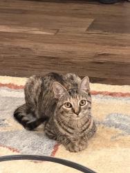 Lost Female Cat last seen Creekview drive or southern circle, Carrollton, TX 75006