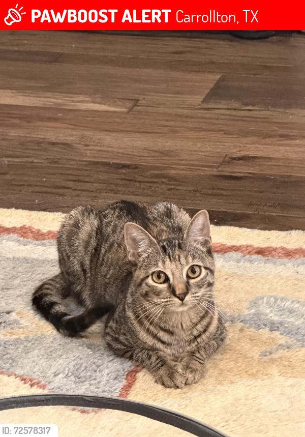 Lost Female Cat last seen Creekview drive or southern circle, Carrollton, TX 75006
