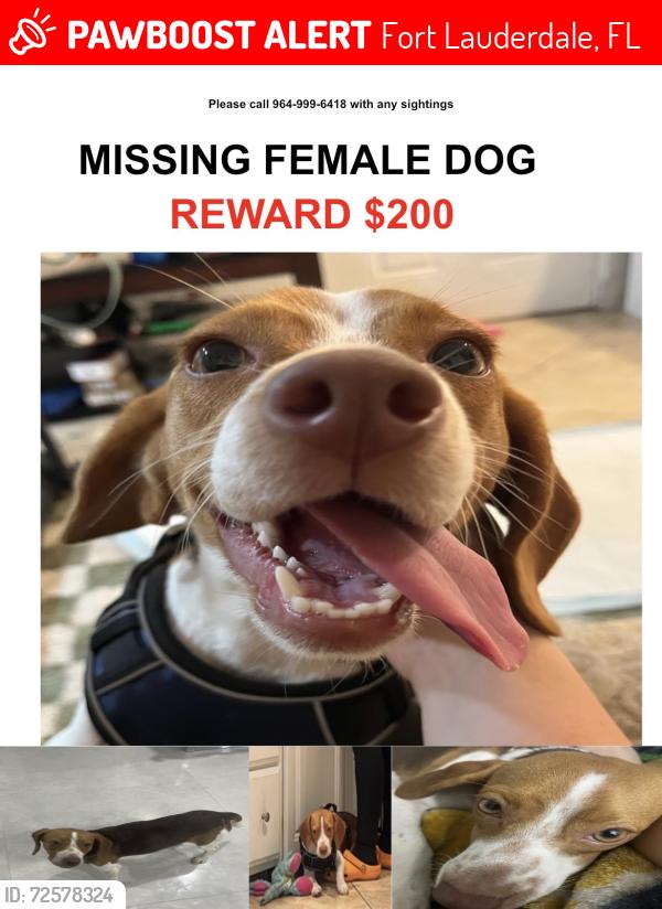 Lost Female Dog last seen Prospect and 441, Fort Lauderdale, FL 33319
