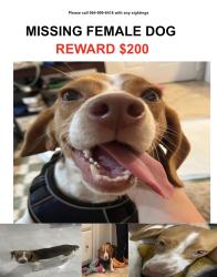 Lost Female Dog last seen Prospect and 441, Fort Lauderdale, FL 33319