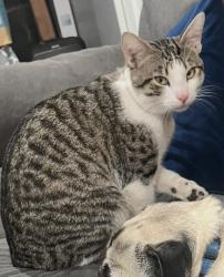 Lost Male Cat last seen Near Frontier Circus st. Palmdale, Ca 93591, Palmdale, CA 93591