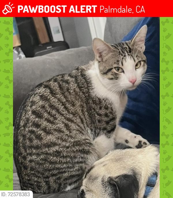 Lost Male Cat last seen Near Frontier Circus st. Palmdale, Ca 93591, Palmdale, CA 93591