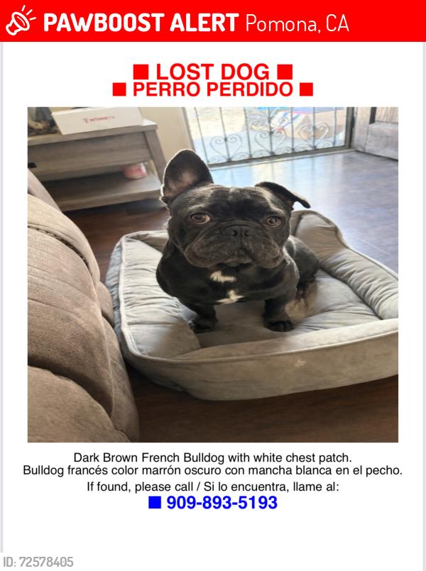 Lost Male Dog last seen Town & 9th, Pomona, CA 91766
