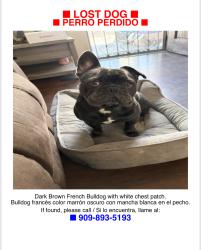 Lost Male Dog last seen Town & 9th, Pomona, CA 91766