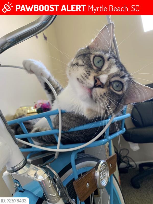 Lost Male Cat last seen River oak area Carolina forest 29579, Myrtle Beach, SC 29579