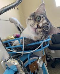 Lost Male Cat last seen River oak area Carolina forest 29579, Myrtle Beach, SC 29579