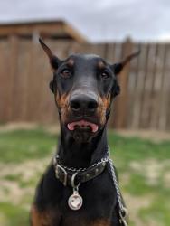 Lost Female Dog last seen 110th st E and E ave R6, Littlerock, CA 93543