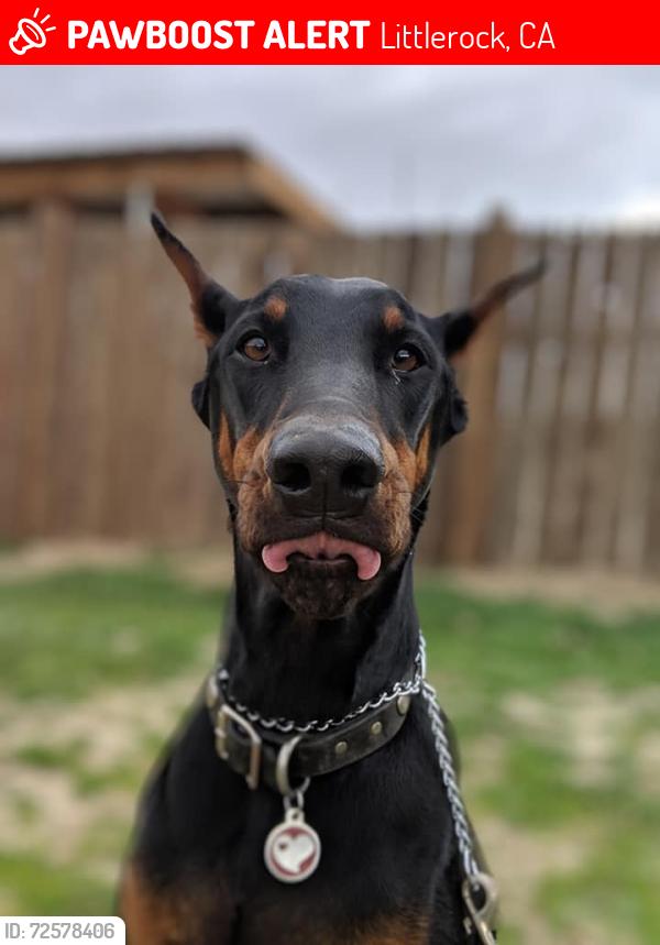 Lost Female Dog last seen 110th st E and E ave R6, Littlerock, CA 93543