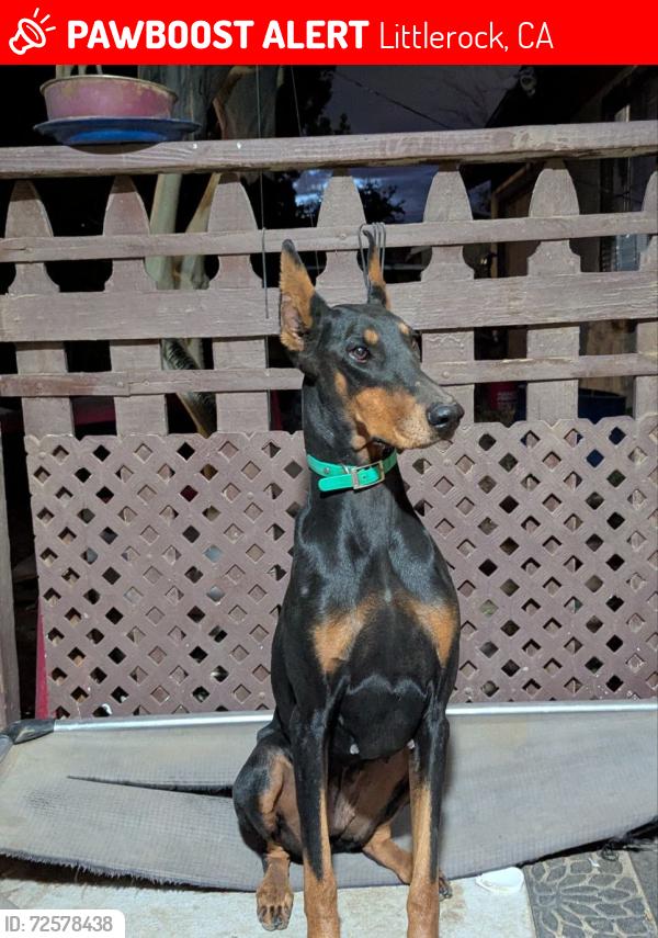 Lost Female Dog last seen 110th st E and E ave R6, Littlerock, CA 93543