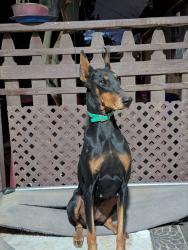 Lost Female Dog last seen 110th st E and E ave R6, Littlerock, CA 93543