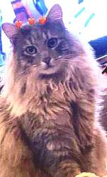 Lost Male Cat last seen Maple Ave, Minnesota St, Le Center, MN 56057