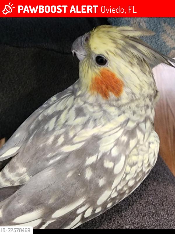 Lost Female Bird last seen County Road 419 oviedo fl , Oviedo, FL 32765