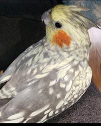 Lost Female Bird last seen County Road 419 oviedo fl , Oviedo, FL 32765