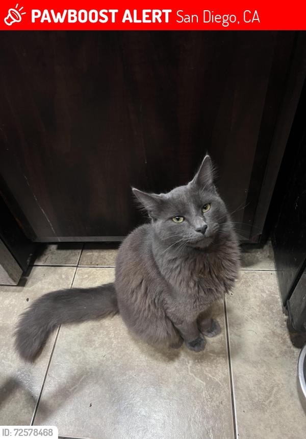 Lost Male Cat last seen briarwood , San Diego, CA 92139