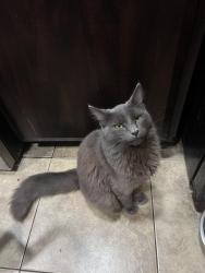 Lost Male Cat last seen briarwood , San Diego, CA 92139