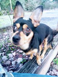 Lost Female Dog last seen Jackson HWY $ ZANDECKI, Chehalis, WA 98532