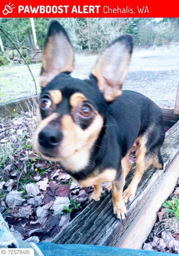 Lost Female Dog last seen Jackson HWY $ ZANDECKI, Chehalis, WA 98532