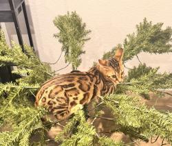 Lost Male Cat last seen Carillon community off 290/ old kimbro road phase 3 , Manor, TX 78653