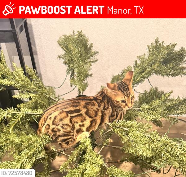 Lost Male Cat last seen Carillon community off 290/ old kimbro road phase 3 , Manor, TX 78653