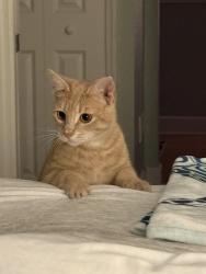 Lost Male Cat last seen City Point Road in Cocoa, Cocoa, FL 32926