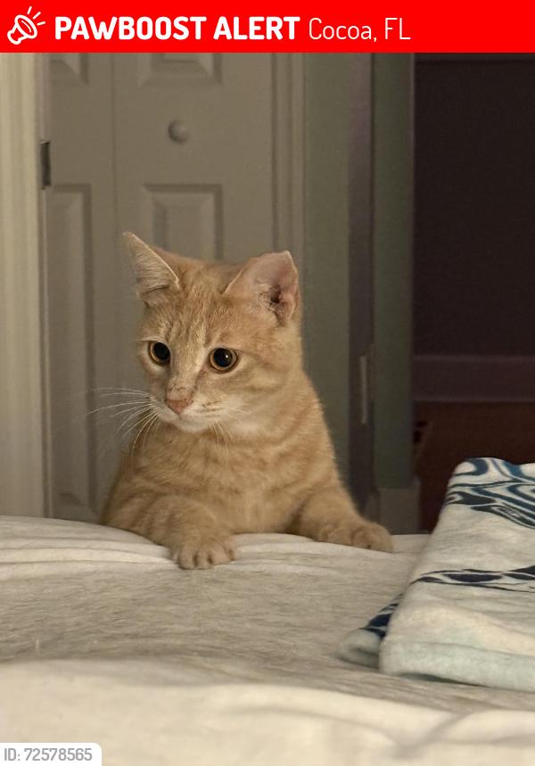 Lost Male Cat last seen City Point Road in Cocoa, Cocoa, FL 32926