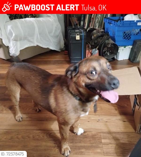 Lost Male Dog last seen Near S Nogales Ave, Tulsa, Tulsa, OK 74107