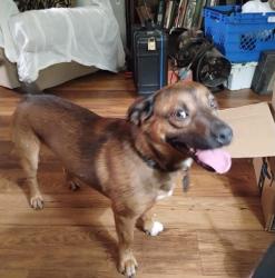 Lost Male Dog last seen Near S Nogales Ave, Tulsa, Tulsa, OK 74107