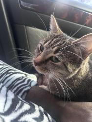 Lost Female Cat last seen Martin wa, Lacey, WA 98516