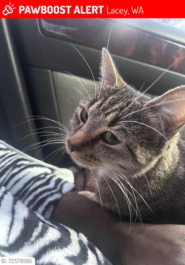 Lost Female Cat last seen Martin wa, Lacey, WA 98516