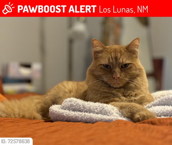 Lost Male Cat last seen El Cerro Trails and Jubilee, Los Lunas, NM 87031