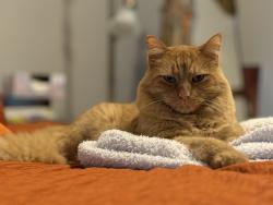 Lost Male Cat last seen El Cerro Trails and Jubilee, Los Lunas, NM 87031
