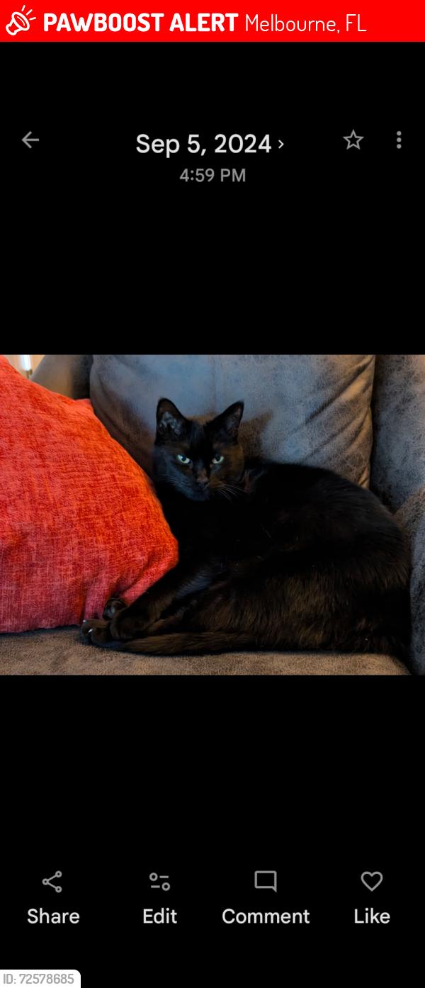 Lost Male Cat last seen Near cauthen creek drive, Melbourne, FL 32934