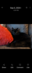 Lost Male Cat last seen Near cauthen creek drive, Melbourne, FL 32934