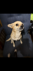 Lost Male Dog last seen Near twin oaks drive Montgomery alabama, Montgomery, AL 36108