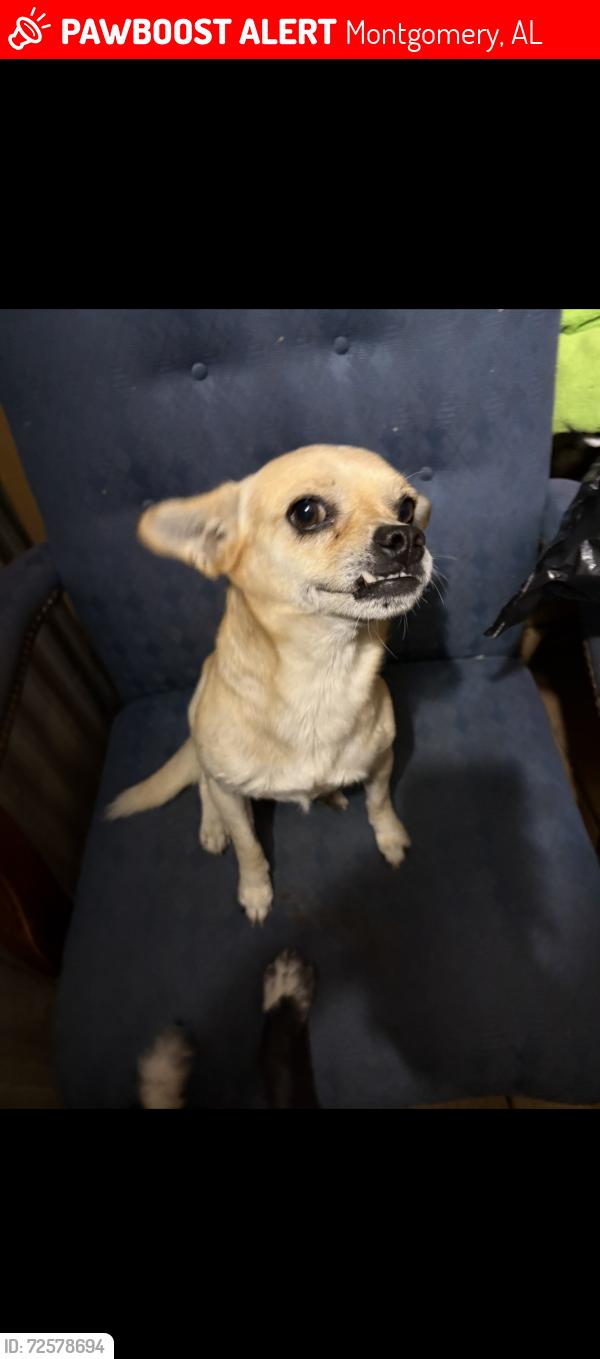 Lost Male Dog last seen Near twin oaks drive Montgomery alabama, Montgomery, AL 36108
