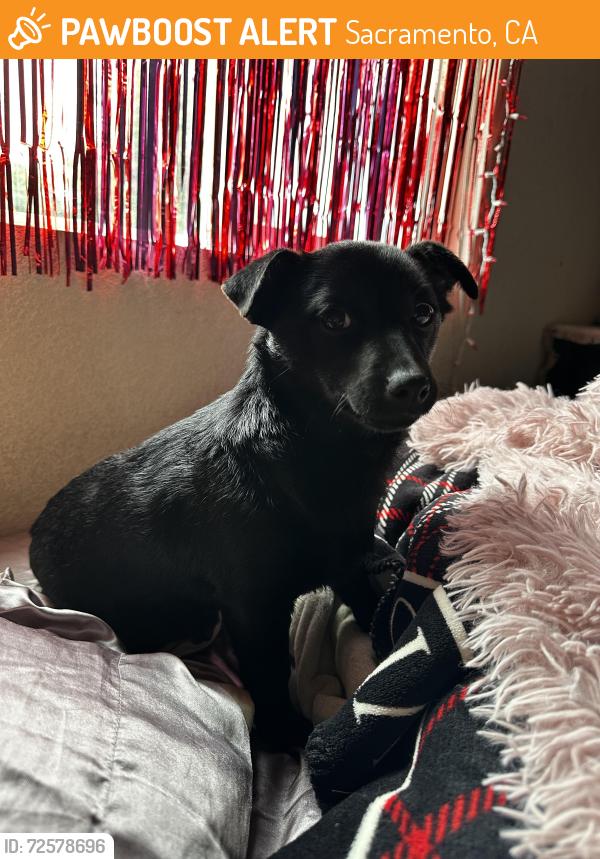 Found/Stray Female Dog last seen Fleming Ave & whisperwillow Dr, Sacramento, CA 95824