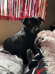 Found/Stray Female Dog last seen Fleming Ave & whisperwillow Dr, Sacramento, CA 95824