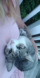 Lost Female Cat last seen Near Galloway rd new bern nc 28560, New Bern, NC 28560