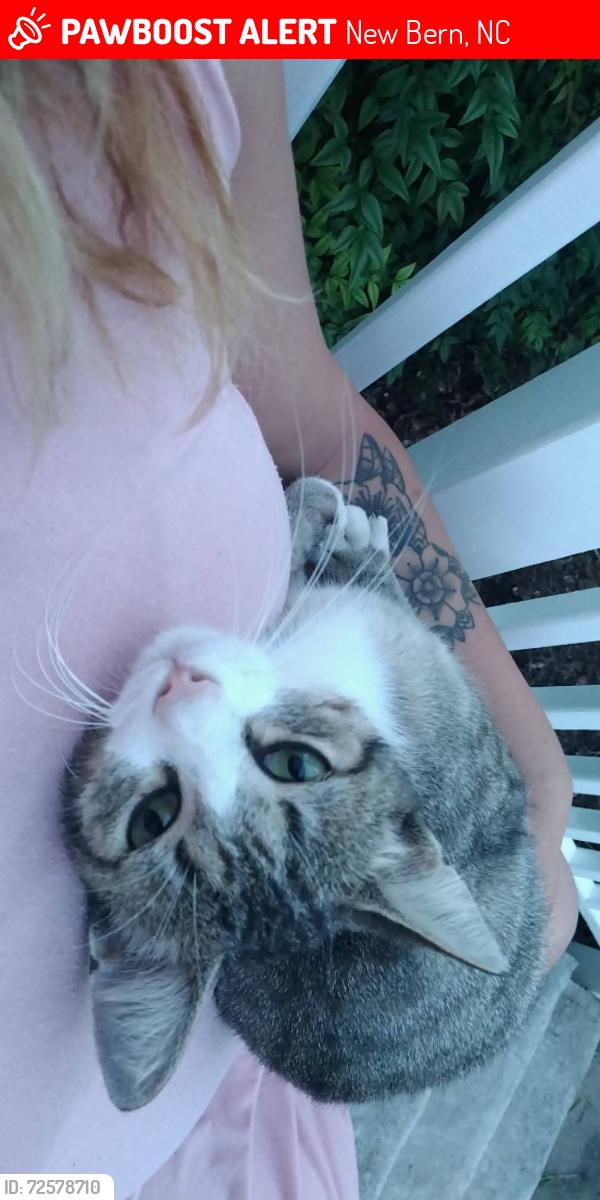 Lost Female Cat last seen Near Galloway rd new bern nc 28560, New Bern, NC 28560