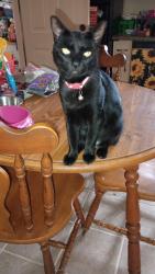 Lost Female Cat last seen Phoenician Dr/Vineland Dr Fayetteville NC 28306, Fayetteville, NC 28306